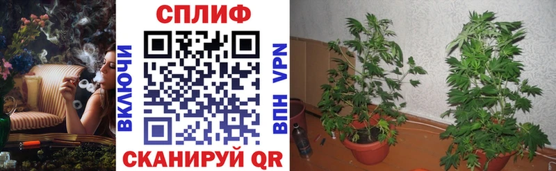 Конопля план  Купить  Балашов 